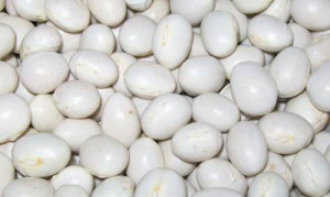 Kelkit Kuru Fasulyesi